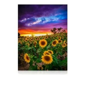 Sunflowers diamond painting